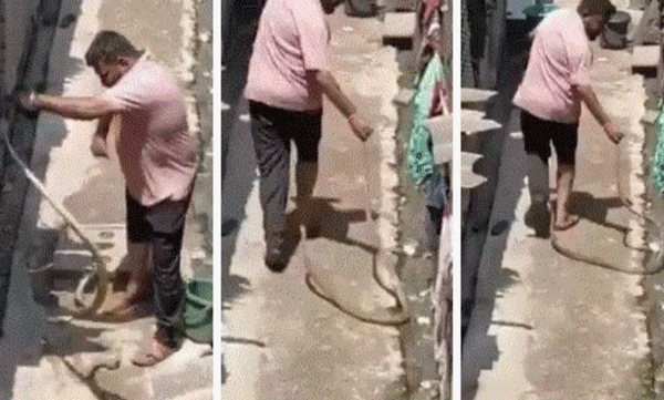 വീടിനുള്ളില്‍ കയറിയെ പാമ്പിനെ കൈകൊണ്ട് പിടികൂടി, പിന്നാലെ യുവാവിനെ തിരിഞ്ഞുകൊത്തി പാമ്പ്: ഞെട്ടിക്കുന്ന ദൃശ്യങ്ങള്‍ പുറത്ത് 
