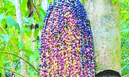 പനങ്കുരുവിന്‌ നല്ലവില; 
കര്‍ഷകര്‍ക്ക്‌ ആശ്വാസം