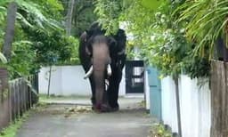 തൃശ്ശൂരിൽ ഇടഞ്ഞ ആനയെ തളച്ചു, വാഹനം റോഡിലിട്ട് ഓടി ജനം; വിരണ്ടോടിയ ആന ഓട്ടോയും കാറും ബൈക്കും തകർത്തു 
