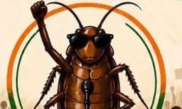 
"അത്ര വൈകാരികമായി എടുക്കേണ്ടതില്ല": കോക്രോച്ച് പാർട്ടിക്കെതിരെയുള്ള ഹർജി അടിയന്തരമായി കേൾക്കില്ല