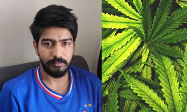 കിടപ്പുമുറിയിലെ ജനാലയ്ക്കു സമീപം കഞ്ചാവ് കൃഷി ; ചെടി വളര്‍ത്തിയത് ചമ്മന്തി അരയ്ക്കാനും പാലില്‍ ചേര്‍ത്ത് കുടിക്കാനും