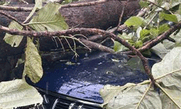 തൃശ്ശൂരില്‍ മിന്നല്‍ച്ചുഴലി: സ്‌കൂളിന്റെ മുറ്റത്തേക്ക് തേക്കുമരങ്ങള്‍ കടപുഴകി വീണു; വാഹനങ്ങള്‍ക്കും കേടുപാടുകള്‍
