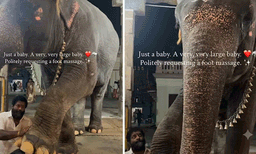 എന്താ സുഖം! കുട്ടിയാനയ്ക്ക് പാപ്പാന്റെ വക സ്‌പെഷ്യല്‍ ഫൂട്ട് മസ്സാജ്: വീഡിയോ ഏറ്റെടുത്ത് നെറ്റീസണ്‍സ് 
