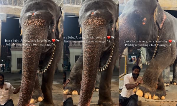ഇമ്മിണി വല്യൊരാള്‍ക്ക് വേണ്ടത് ഒരു കുഞ്ഞു മസാജ്; പാപ്പാന്റെ നേരെ കാലുയര്‍ത്തി മസാജിംഗ് ആവശ്യപ്പെട്ട് കുട്ടിയാന; നിറവേറ്റി നല്‍കി പാപ്പാന്‍; വൈറല്‍ വീഡിയോ