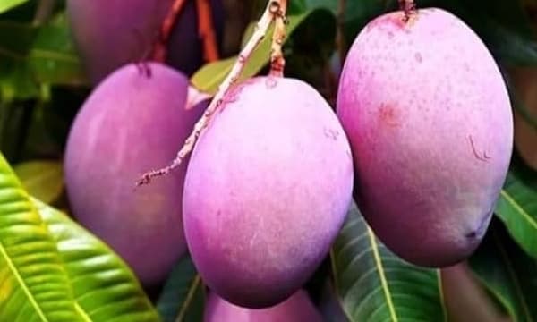 രാം ലല്ലയ്ക്ക് ‘മിയാസാക്കി’ മാങ്ങ കാണിക്ക; ലോകത്തിലെ ഏറ്റവും വിലയേറിയ മാമ്പഴം സമർപ്പിച്ചത് പ്രാദേശിക കർഷകൻ