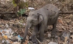 
പ്ലാസ്റ്റിക്ക് മാലിന്യങ്ങള്‍ക്കിടയില്‍ ഭക്ഷണം തിരയുന്ന കുട്ടിയാന: എം എം ഹില്‍സില്‍ നിന്നുള്ള ദൃശ്യങ്ങള്‍ പുറത്ത്, വന്‍ പ്രതിഷേധം

