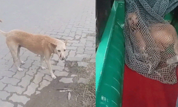 കൊച്ചിയിൽ  തെരുവുനായയോട് കണ്ണില്ലാ ക്രൂരത ; മുഖത്ത് വെട്ടി പരിക്കേൽപ്പിച്ചു; പല്ലുകൾ പുറത്തായ നിലയിൽ, രക്ഷകനായി ജേക്കബ് 