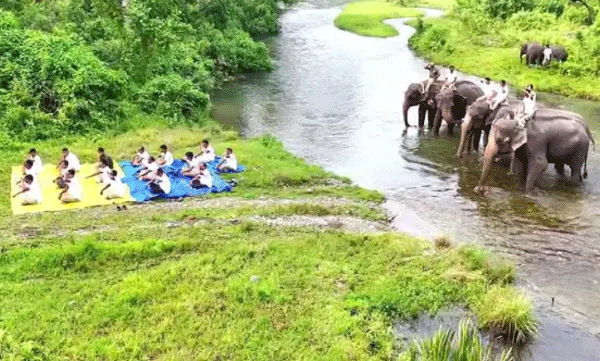 'മാറ്റും നിലവുമൊക്കെ ഔട്ട്‌ഡേറ്റഡ്; ഇനി കളി ആനപ്പുറത്ത്! യോഗാ ദിനത്തില്‍ വേറിട്ട അഭ്യാസപ്രകടനവുമായി വനപാലകര്‍
