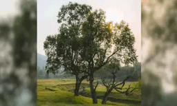മരങ്ങളെ തൊട്ടാൽ കളി മാറും! നിയമപ്രകാരം മരങ്ങൾക്ക് 'മനുഷ്യ പദവി' നൽകി ലോകത്തെ ഞെട്ടിച്ച് ഒരു നഗരം