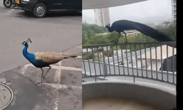 ട്രാഫിക് ബ്ലോക്കിലും കണ്ണഞ്ചിപ്പിക്കുന്ന കാഴ്ച; മുംബൈ തെരുവിലൂടെ തലയുയർത്തി നടന്നുനീങ്ങി മയിലുകൾ