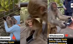 Mother Monkey returns phone when baby monkey steals it (Image Source: Instagram)