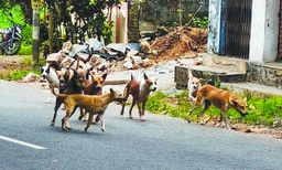 സ്‌കൂളില്‍ തമ്പടിച്ചിരിക്കുന്ന നായ്കൂട്ടത്തിന്റെ ശല്യം : ചൂണ്ടലിലെ യുപി സ്‌കൂളില്‍ രണ്ടാം ദിവസവും അവധി 