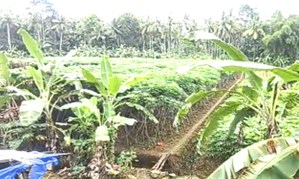 നെല്‍കൃഷി ചതിച്ചു, ഇലന്തൂരില്‍ കപ്പകൃഷി വ്യാപകം ; 12 കര്‍ഷകര്‍ 13 ഏക്കറില്‍ മരച്ചീനി വെച്ചു