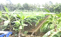 നെല്‍കൃഷി ചതിച്ചു, ഇലന്തൂരില്‍ കപ്പകൃഷി വ്യാപകം ; 12 കര്‍ഷകര്‍ 13 ഏക്കറില്‍ മരച്ചീനി വെച്ചു