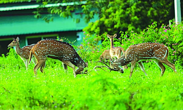 കാനനഭംഗിക്ക്‌ മിഴിവേകി പുള്ളിമാന്‍ കൂട്ടങ്ങള്‍; യാത്രയില്‍ മതിവരുവോളം കണ്ടാസ്വദിക്കാം