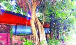  മരംമുറി തര്‍ക്കം സ്വന്തം ചെലവില്‍ മുറിക്കാന്‍ 
ആശുപത്രി അധികൃതര്‍