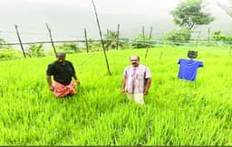 കൊറാളിമലയില്‍ നെല്‍ക്കൃഷിയിലും വിജയം വരിച്ച്‌ യുവകര്‍ഷകന്‍