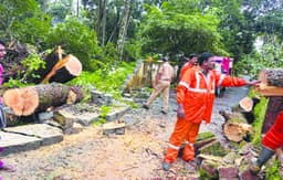 ശക്‌തമായ കാറ്റില്‍ മാവ്‌ റോഡിലേക്ക്‌ ചെരിഞ്ഞു: വന്‍ ദുരന്തം ഒഴിവായി