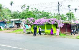 വര്‍ഷക്കാലത്തും വസന്തമൊരുക്കി പെട്രിയ വോളുബിലിസ്‌