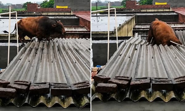 മേൽക്കൂരയിലെ അപ്രതീക്ഷിത അതിഥി: മഴയിൽ നിന്ന് രക്ഷനേടാന്‍ കടയുടെ മുകളില്‍ കയറി കാള; നാടകീയ രക്ഷാപ്രവർത്തനം