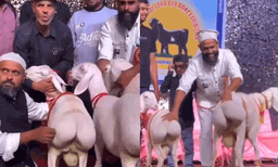 സോഷ്യൽ മീഡിയയെ ഞെട്ടിച്ച് പാകിസ്ഥാനിലെ ആടുകളുടെ സൗന്ദര്യമത്സരം; കടുത്ത അമർഷവുമായി നെറ്റിസണ്‍സ്