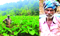 നാലു പതിറ്റാണ്ടിലേറെയായി അക്ഷീണം പരിശ്രമം ; തരിശുഭൂമിയില്‍നിന്ന് കൃഷിസമൃദ്ധിയിലേക്ക്; മാതൃകയായി സോമരാജന്‍