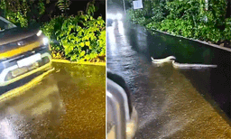 റോഡ് മുറിച്ചുകടക്കുന്ന മലമ്പാമ്പിന്റെ മുകളിലൂടെ പാഞ്ഞുകയറി കാർ; ഞെട്ടിക്കുന്ന വീഡിയോ  വൈറൽ