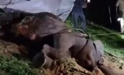 വാളയാര്‍ ട്രെയിനിടിച്ച് കാട്ടാനയും കുട്ടിയും ചരിഞ്ഞു ; അപകടം പാളം മുറിച്ചുകടക്കുമ്പോള്‍; 50 മീറ്റര്‍ വലിച്ചിഴച്ചു