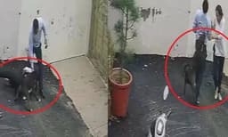 വാടകവീട് കാണാനെത്തി; ദമ്പതികളെ സ്വീകരിച്ചത് അക്രമകാരിയായ പിറ്റ്ബുൾ; പിന്നീട് നടന്നത്...