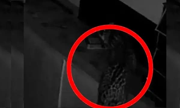 പുള്ളിപ്പുലി ഒരു ദിവസം വീട്ടിൽ കയറിയത് മൂന്ന് തവണ; രണ്ട് തവണ നായക്കുട്ടികളെ കടിച്ചുകൊണ്ടുപോയി!