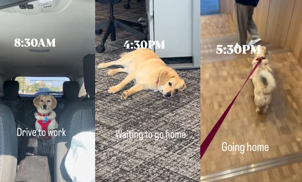 Typical workday at the office for a Golden Retriever dog (Image Source: Instagram)