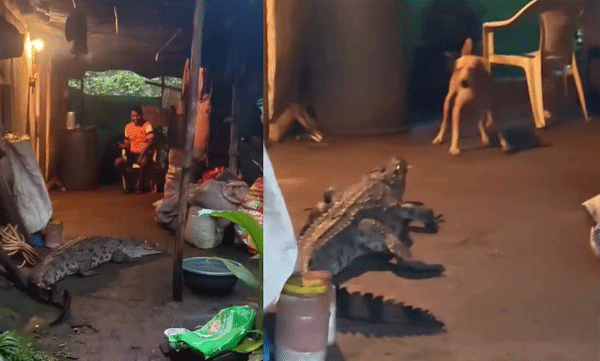 വീടിനുള്ളിലേക്ക് കൂറ്റൻ മുതല; കണ്ട് ഞെട്ടി നാട്ടുകാർ, ഒടുവിൽ സുരക്ഷിതമായി പിടികൂടി
