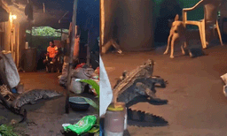 വീടിനുള്ളിലേക്ക് കൂറ്റൻ മുതല; കണ്ട് ഞെട്ടി നാട്ടുകാർ, ഒടുവിൽ സുരക്ഷിതമായി പിടികൂടി
