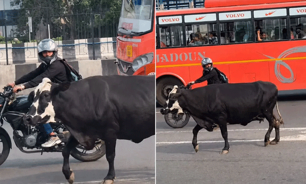 തിരക്കേറിയ ഫ്ലൈഓവറിൽ കുടുങ്ങിയ പശു; സ്വന്തം സുരക്ഷ പോലും നോക്കാതെ രക്ഷിക്കാനെത്തിയ ബൈക്കർ
