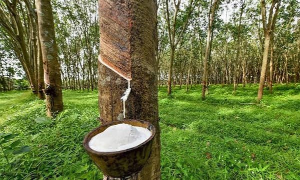റബര്‍വില താഴോട്ട്‌, 
കര്‍ഷകര്‍ നിരാശയില്‍