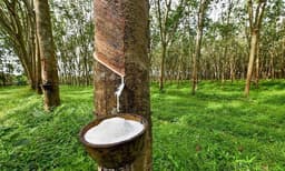 റബര്‍വില താഴോട്ട്‌, 
കര്‍ഷകര്‍ നിരാശയില്‍