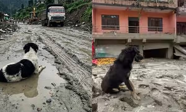 അവർ വരുമോ?...പ്രളയത്തിൽ തകർന്ന ത്രിശൂലിയിലെ വീട് വിട്ടിറങ്ങാതെ വളർത്തുനായ