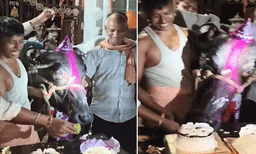 ബസന്തിയുടെ നാലാം പിറന്നാൾ ആഘോഷിച്ച് കുടുംബം; കേക്കും ബലൂണുകളുമായി പോത്തിന്റെ പിറന്നാൾ വീഡിയോ വൈറൽ
