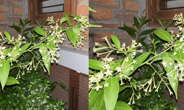 സമാധാനം നിറയാന്‍ അച്ഛന്‍ കണ്ടെത്തിയ വഴി: ആറുമാസത്തിനുശേഷം വീട്ടിലെത്തിയ മകള്‍  കണ്ടത് പൂത്തുലഞ്ഞ പൂന്തോട്ടം 
