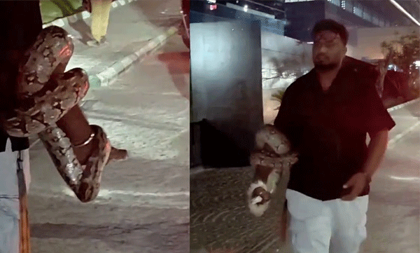കൈയിൽ കൂറ്റൻ പെരുമ്പാമ്പ്, പിന്നാലെ സ്കൂട്ടർ യാത്രയും; ഹൈദരാബാദ് യുവാവിന്റെ വീഡിയോ വൈറൽ
