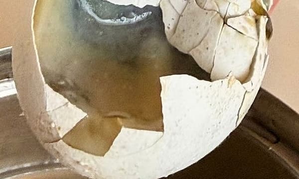 സ്വിഗ്ഗിയിൽ ലഭിച്ചത് അഴുകിയ മുട്ട; മിനിറ്റുകൾക്കുള്ളിൽ ഡെലിവറി നടത്താൻ മിടുക്കുണ്ടെങ്കിൽ നല്ല സാധനം തന്നൂടെ എന്ന് നെറ്റിസൺസ്!