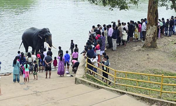 കാവേരി കടന്ന്‌, ആനകളെ കണ്ട്‌