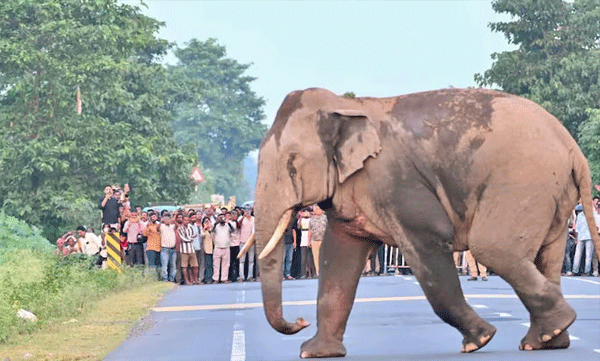 ആനക്കൂട്ടത്തിന് വഴിയൊരുക്കാൻ റോഡിൽ വാഹനങ്ങൾ തടഞ്ഞു; കൈയടി നേടി വനംവകുപ്പ് ഉദ്യോഗസ്ഥർ, വിഡിയോ വൈറൽ
