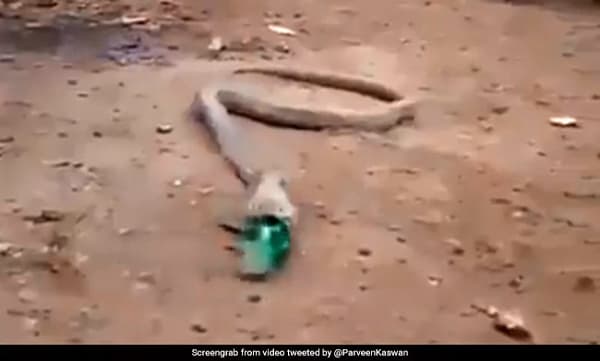പ്ലാസിറ്റ് കുപ്പി വിഴുങ്ങിയ മൂര്ഖന് സംഭവിച്ചത്.. വലിച്ചെറിയുന്ന പ്ലാസ്റ്റിക് ജീവജാലങ്ങള്ക്ക് വരുത്തുന്ന വിന.. കണ്ണുതുറപ്പിക്കുന്ന വീഡിയോ