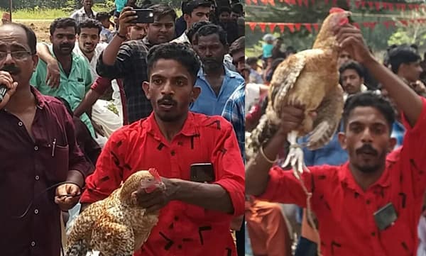 ഉത്സവ പറമ്പില് താരമായി പൂവന് കോഴി; വില 'വെറും' പതിമൂവായിരം രൂപ