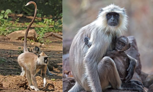 താജ്മഹല് സന്ദര്ശിക്കാനെത്തുന്ന ട്രംപിനും കുടുംബത്തിനും സുരക്ഷയൊരുക്കാന് അഞ്ചംഗ വാനരസംഘവും