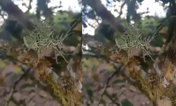 ആര്ക്കെങ്കിലും അറിയാമോ ഈ ജീവി എന്താന്ന് ? ട്വിറ്ററില് വൈറലായി വീഡിയോ