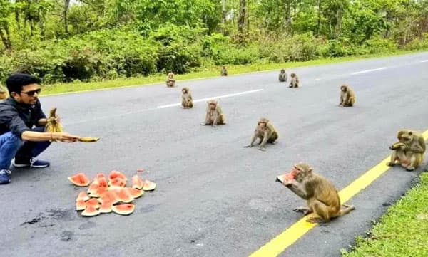 സാമൂഹിക അകലം എങ്ങനെ പാലിക്കണം? മനുഷ്യരെ പാഠം പഠിപ്പിച്ച് അരുണാചല് പ്രദേശില് നിന്നുള്ള ഒരുപറ്റം കുരങ്ങന്മാര്
