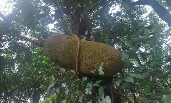 ഇത് എന്റെയല്ല, പൂര്വ്വികരുടെ 'വക'.. ഭീമന് ചക്ക കണ്ടത് താഴെയുള്ളതെല്ലാം തീര്ന്നുകഴിഞ്ഞ്, കയറുകെട്ടി ഇറങ്ങിയത് 'റെക്കോര്ഡിലേക്കും' ! ജോണ് കുട്ടി പറയുന്നു