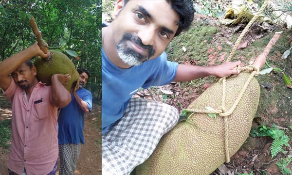 ഇത് എന്റെയല്ല, പൂര്വ്വികരുടെ 'വക'.. ഭീമന് ചക്ക കണ്ടത് താഴെയുള്ളതെല്ലാം തീര്ന്നുകഴിഞ്ഞ്, കയറുകെട്ടി ഇറങ്ങിയത് 'റെക്കോര്ഡിലേക്കും' ! ജോണ് കുട്ടി പറയുന്നു